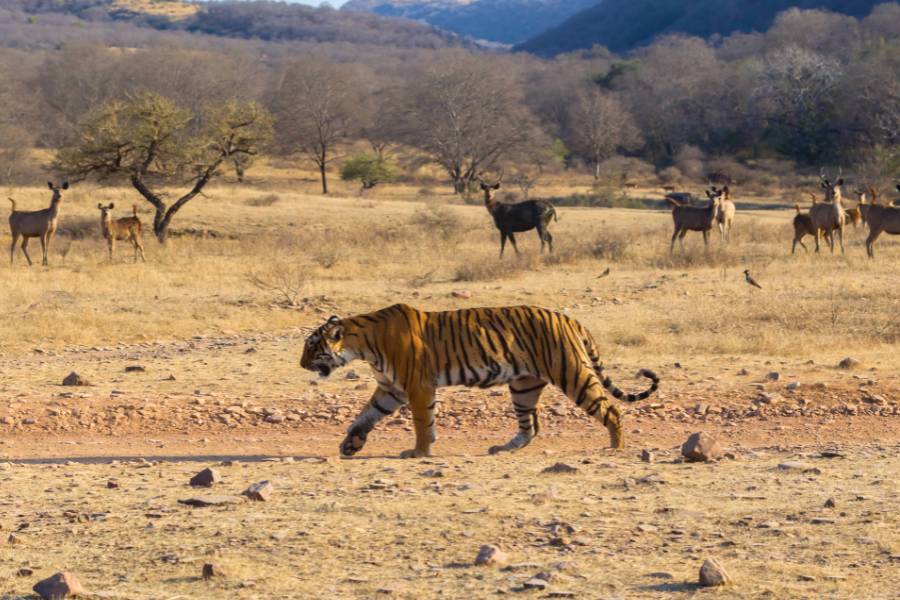 Golden Triangle Tour with Tiger Safari