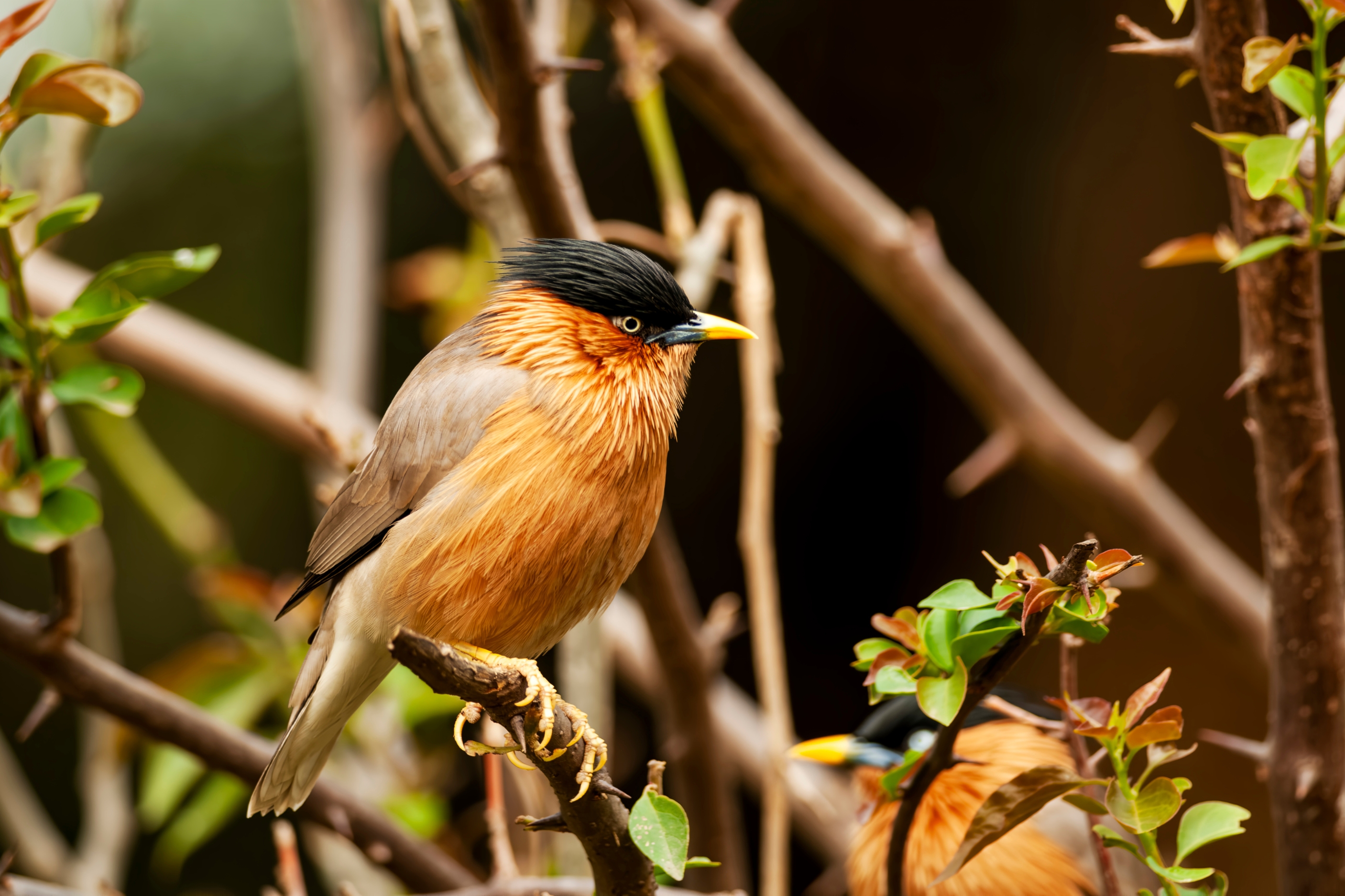 Agra to Fatehpur Sikri & Bharatpur Bird Watching