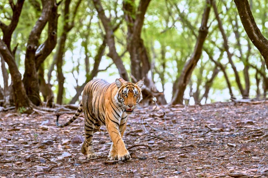 Jaipur and Tiger Safari Private Trip by Car (2 Days)
